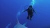 Tổ chức bảo vệ môi trường đề nghị gia tăng biện pháp bảo vệ cá mập