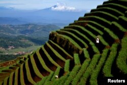 A farmer tends to an onion crop on the slopes of Mount Cereme, Majalengka, West Java, Indonesia. (Photo courtesy: Antara Foto/Agvi Firdaus/ via Reuters)