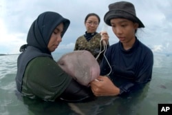 In this Thursday, May 23, 2019, photo, officials of the Department of Marine and Coastal Resources feed milk to Marium, a baby dugong separated from her mother, on Libong island, Trang province, southern Thailand. (Sirachai Arunrugstichai via AP)