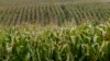 莫海龙承认偷窃美国农业公司转基因玉米种