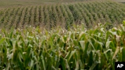 2014年9月10日内布拉斯加州斯普林菲尔德地里的玉米