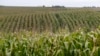 Chinese Man Pleads Guilty to Seed Corn Theft Conspiracy in Iowa