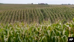 FILE - Corn fields grow in Springfield, Neb., Sept. 10, 2014. 
