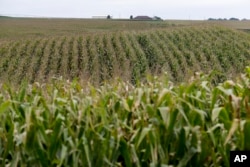 FILE - Corn fields grow in Springfield, Neb., Sept. 10, 2014.