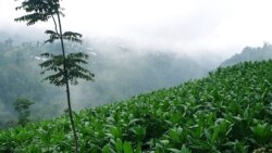 Ladang tembakau di lereng Gunung Sumbing, Jawa Tengah.(Foto: Nurhadi Sucahyo/VOA)