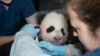 In this Nov. 29, 2013 photo provided by the Smithsonian National Zoo, a newly named Giant Panda cub is measured as it is about to turn 100 days old, at the Smithsonian National Zoo in Washington.