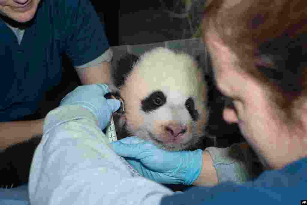 2013年11月29日，史密森國家動物園提供的圖片顯示出生即將百日的熊貓寶寶在做體檢