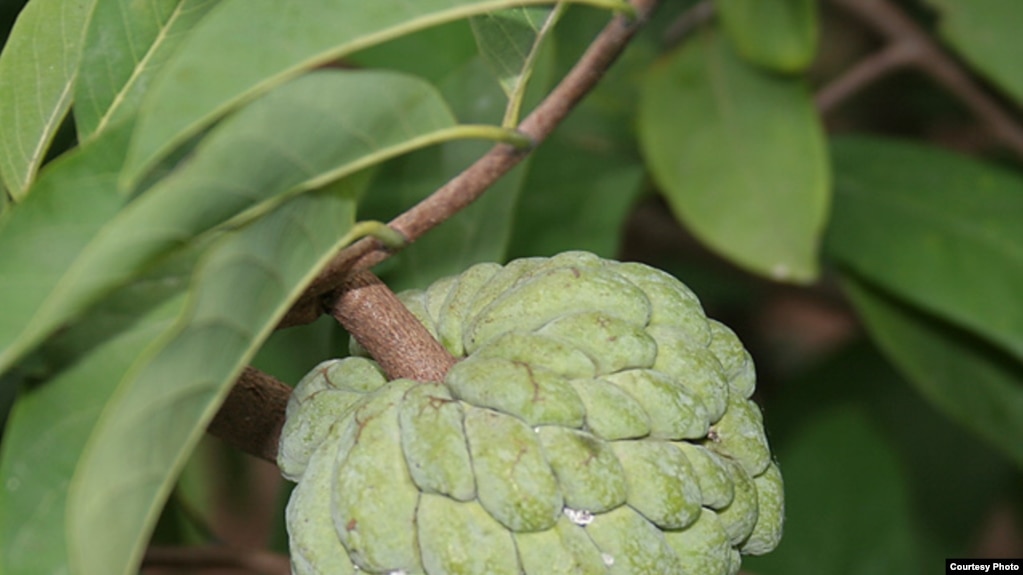 番荔枝，又名释迦，英文名Sugar Apple。(photo:VOA)