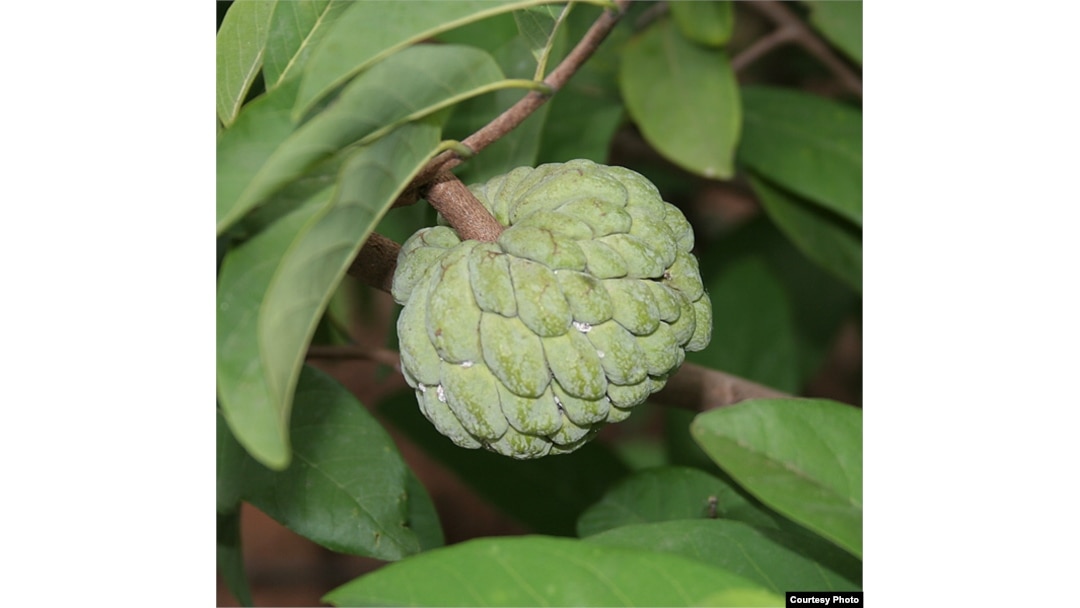 Fruits of the many species of Annonaceae trees include the sugar apple, cherimoya, custard apple and soursop. (J.M. Garg)