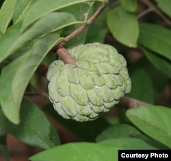  Fruits of the many species of Annonaceae trees include the apple sugar, cherimoya, custard apple and soursop. (J.M. Garg) 