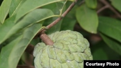 番荔枝，又名释迦，英文名Sugar Apple。