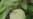 ����֦���������ȣ�Ӣ����Sugar Apple��
