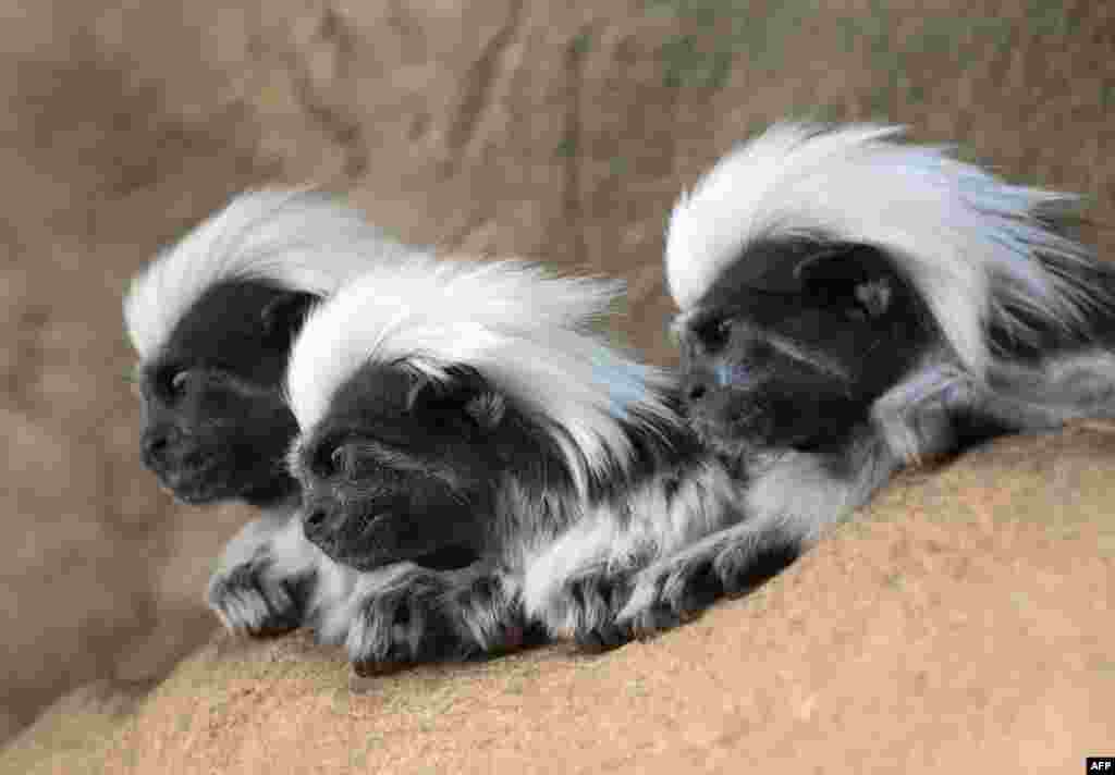 Three cotton-top tamarins, small New World monkeys, rest in a rain forest section of the Haus Des Meeres building in Vienna, Austria.