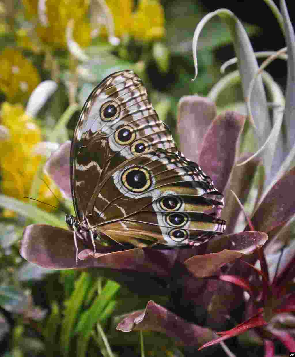 تصویری از یک پروانه کمیاب در موزه تاریخ طبیعی آمریکا در نیویورک