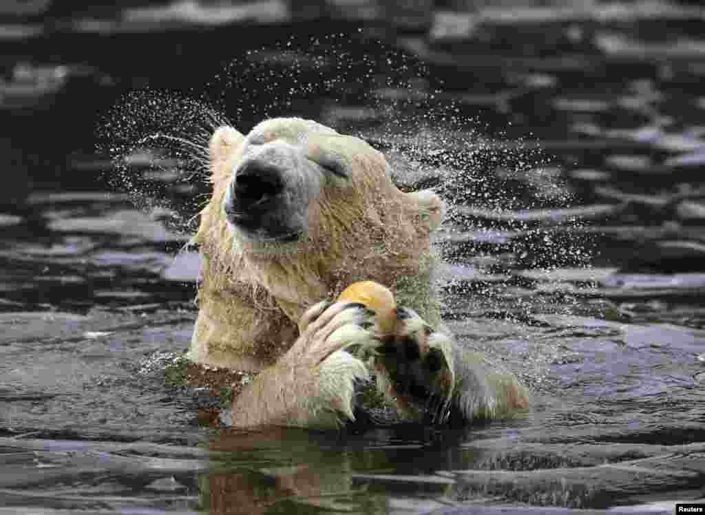 واکر، یک &zwnj;خرس قطبی که در پارک حیوانات وحشی در اسکاتلند زندگی&zwnj; می&zwnj;&zwnj;کند، مشغول بازی و خربزه خوردن است.