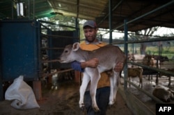 A famer carries a calf at a dairy farm in San Silvestre, Barinas State, Venezuela, Nov. 28, 2018.