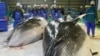 Vụ kiện của Úc chống người Nhật săn cá voi bắt đầu tại tòa án LHQ