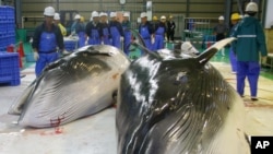 Dua ekor paus tampak di foto sebelum diolah di pabrik pengolahan perikanan di Kushiro, prefektur paling utara di Hokkaido, Senin, 13 September 2004, (foto: AP Photo/Kyodo News)