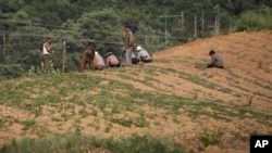 지난해 6월 북한 평양의 고속도로 인근의 농장에서 농부들이 씨를 뿌리고 있다.