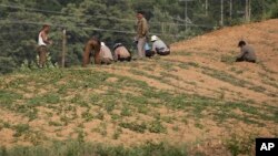 Farmers plant seedlings in farm fields located along a highway, Tuesday, June 13, 2017, in Pyongyang, North Korea.