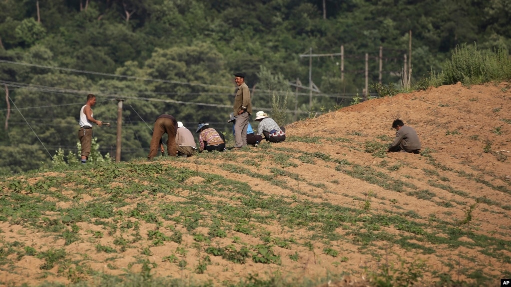 지난 6월 북한 평양 인근의 밭에서 농부들이 씨를 심고 있다.