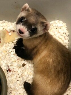 In this photo provided by the U.S. Fish and Wildlife Service is Elizabeth Ann, the first cloned black-footed ferret and first-ever cloned U.S. endangered species, at 48-days old on Jan. 27, 2021. (U.S. Fish and Wildlife Service via AP)