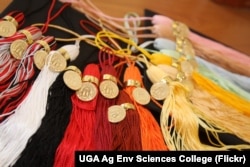 Tassels representing the different majors at the University of Georgia are shown in a graduation photo.