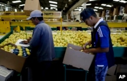 In this April 10, 2017 photo, workers package lemons into boxes at a plant in Tucuman, Argentina.