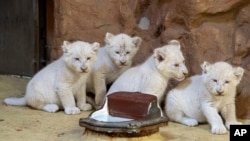Quatre rares lionceaux blancs africains sont assis dans leur enclos au zoo de Magdebourg, en Allemagne, le 17 août 2018.