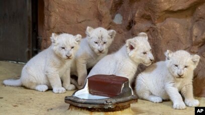 Un Lionceau Decouvert Dans Un Appartement De Paris Relache En Afrique Du Sud