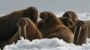 Trump Administration Refuses Protection for Pacific Walrus