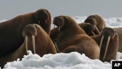 FILE - A photo provided by the U.S. Fish and Wildlife Service, shows Pacific walrus cows and yearlings resting on ice in Alaska, April 18, 2004.