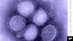 A CDC Image of H1N1 influenza virus