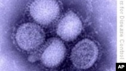 FILE - An image of H1N1 influenza virus from the U.S. Centers for Disease Control and Prevention.