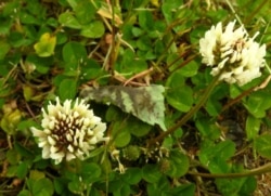 This white clover, photographed May 13, 2019, growing on a lawn near Langley, Washington, is attractive to a variety of pollinators.