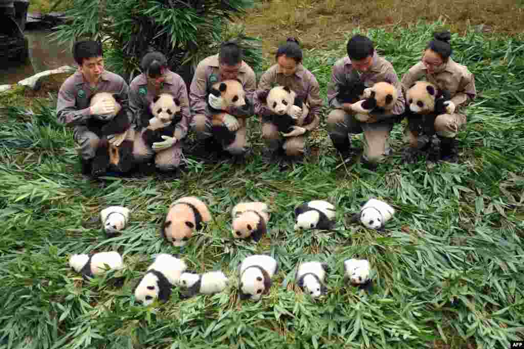 Keepers hold newborn panda cubs to be displayed to the public at the Bifengxia Base of China Conservation and Research Center of the Giant Panda in Yaan, in southwestern Sichuan province.