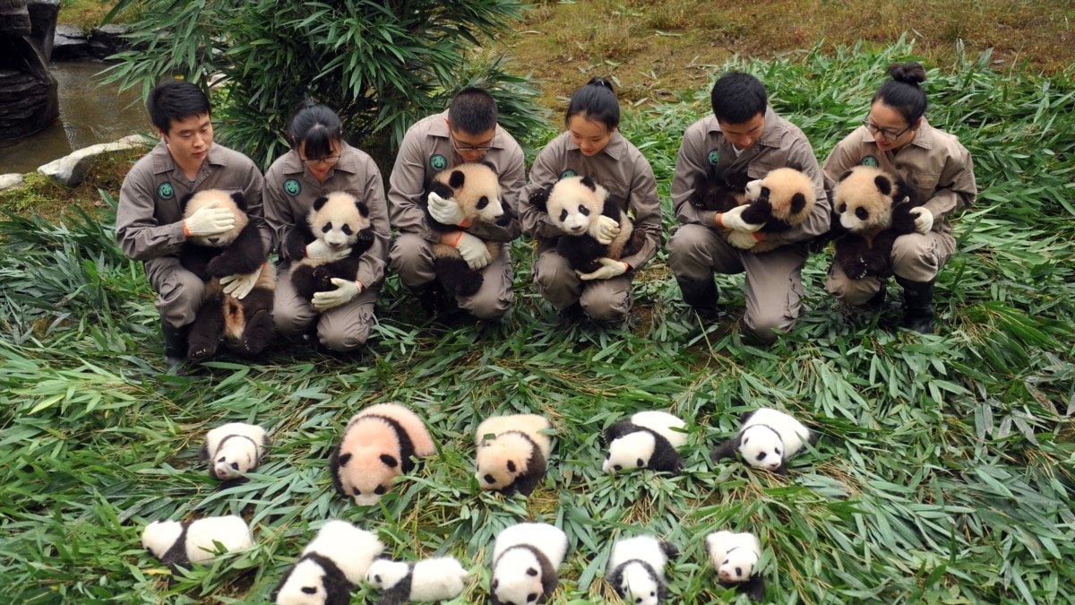 Chinese Officials Sign Deal to Create Giant Panda National Park