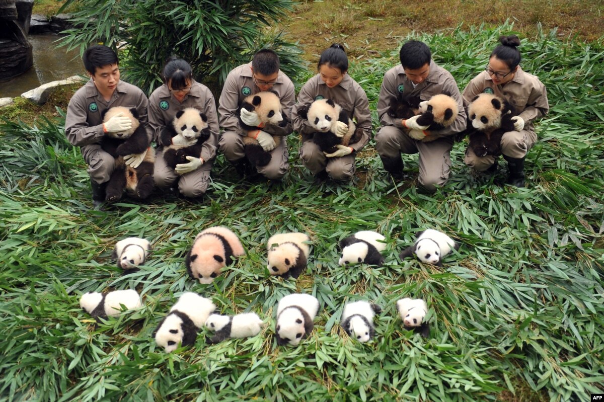 Chinese Officials Sign Deal to Create Giant Panda National Park