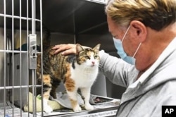 Patches a calico cat at an animal shelter. (Jillian Title/Animal Shelter Assistance Program via AP)