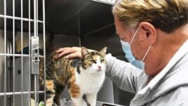 This Dec. 31, 2020 photo provided by Animal Shelter Assistance Program (ASAP) in Santa Barbara County shows Patches who had been missing since Jan. 9, 2018, and believed killed along with her owner in the Montecito debris flow disaster is seen at the Animal Shelter Assistance Program in Santa Barbara, Calif. on Monday, Jan. 11, 2021. Patches a calico was brought in as a stray last month and a microchip scan revealed her identity. (Jillian Title/Animal Shelter Assistance Program via AP)