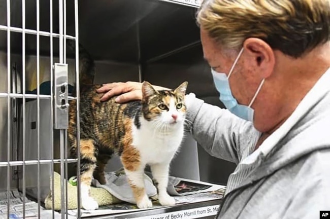 Patches a calico cat at an animal shelter. (Jillian Title/Animal Shelter Assistance Program via AP)