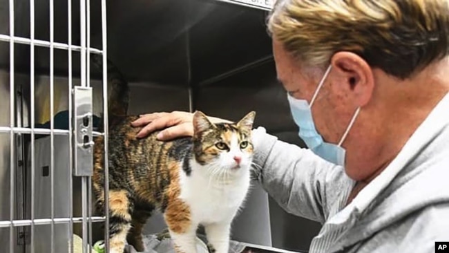 This Dec. 31, 2020 photo provided by Animal Shelter Assistance Program (ASAP) in Santa Barbara County shows Patches who had been missing since Jan. 9, 2018, and believed killed along with her owner in the Montecito debris flow disaster is seen at the Animal Shelter Assistance Program in Santa Barbara, Calif. on Monday, Jan. 11, 2021. Patches a calico was brought in as a stray last month and a microchip scan revealed her identity. (Jillian Title/Animal Shelter Assistance Program via AP)