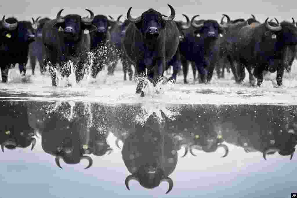 A herd of some 120 buffaloes are driven in Kiskunsag National Park from their winter habitat in Szabadszallas to the animal farm of Fulopszallas, 87 kms south of Budapest, Hungary.