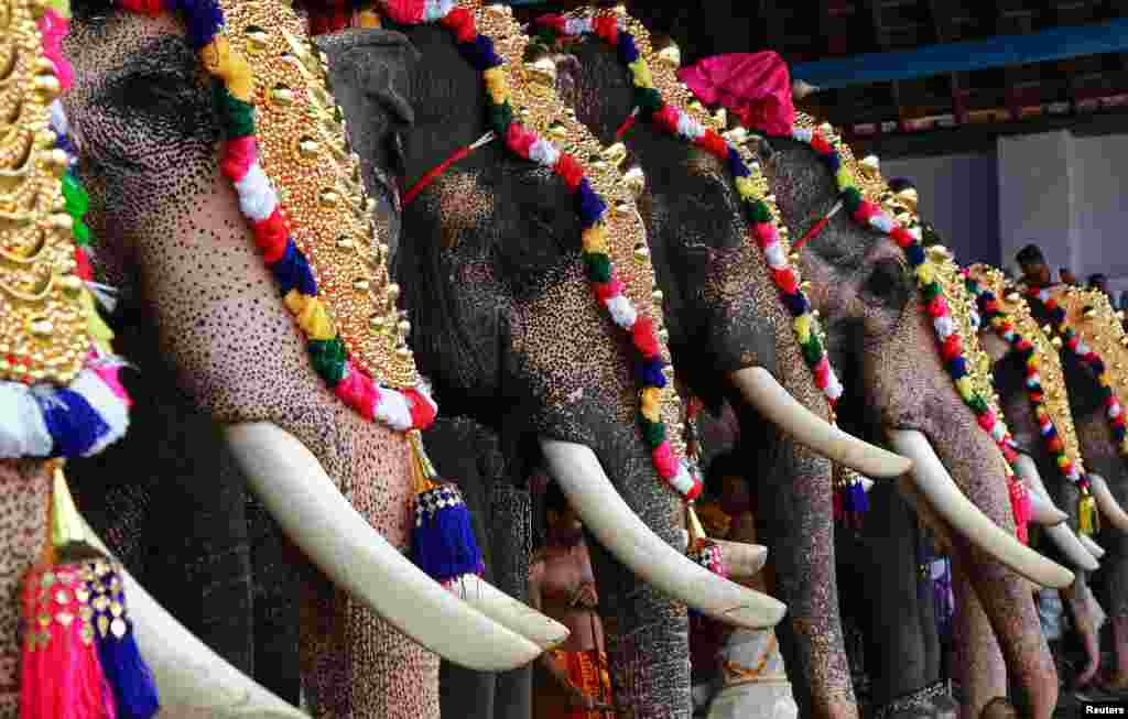 Caparisoned elephants take part in the annual Vrischikolsavam festival, which features a colorful procession of decorated elephants along with drum concerts, at a temple in Kochi, India, Nov. 18, 2017.