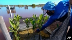 A woman plants mangrove seedlings as part of a restoration project, near Progreso, in Mexico's Yucatan Peninsula, Oct. 6, 2021.