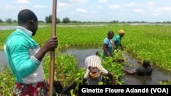 Activités agricoles dans le village lacustre de Sô Ava, Bénin, 14 juillet 2017. (VOA/ Ginette Fleure Adandé)