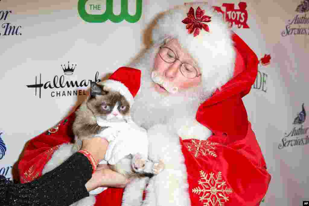 Grumpy Cat arrives at the 84th Annual Hollywood Christmas Parade in Los Angeles, California, Nov. 29, 2015.