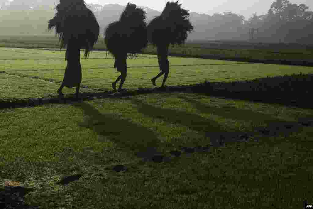 Farmers carry crops after harvesting a field on the outskirts of Kolkata, India.