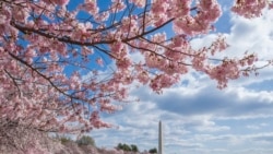 The annual explosion of cherry blossoms along the Tidal Basin frames the Washington Monument in the distance, April 5, 2018, in Washington.