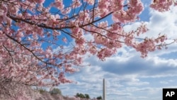 The annual explosion of cherry blossoms along the Tidal Basin frames the Washington Monument in the distance, April 5, 2018, in Washington.